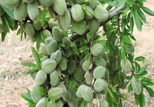 Antoñeta