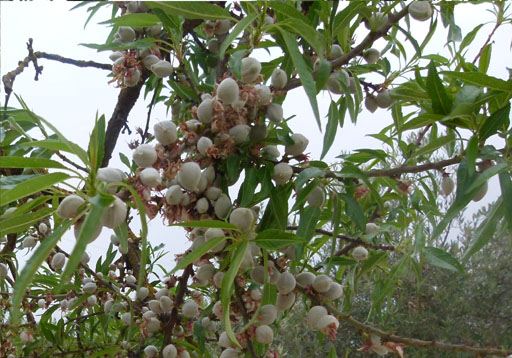 Marcona