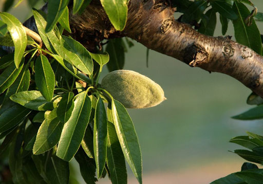 Variedad Avijor Lauranne