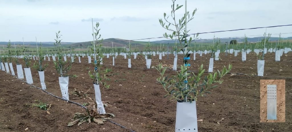 Protectores para plantas