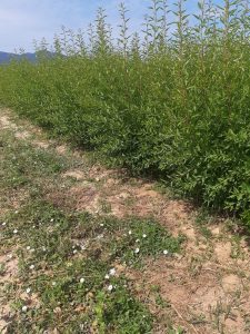 Plantón almendro avijor Gf-677 raíz desnuda